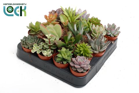 Suculentas MIX