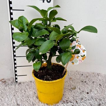 Citrus x meyeri 'Meyer'
