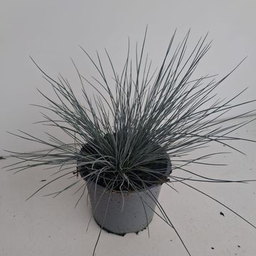 Festuca glauca 'Eisvogel'