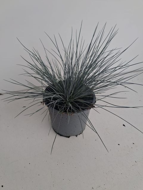 Festuca glauca 'Eisvogel'