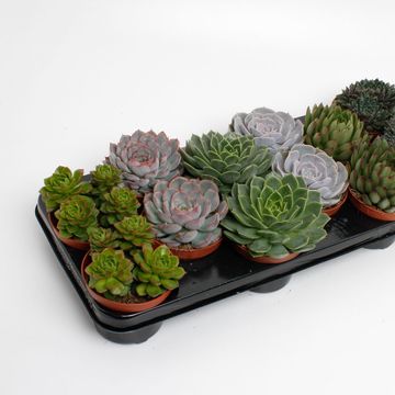 Echeveria MIX