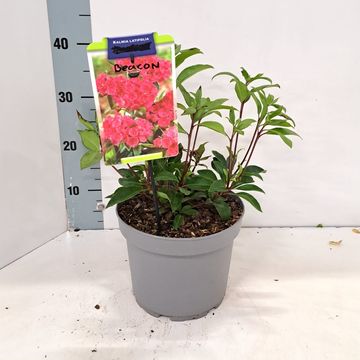 Kalmia latifolia 'Beacon'