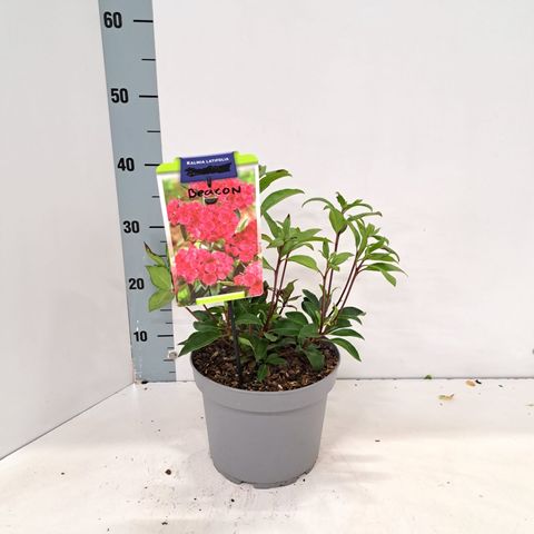 Kalmia latifolia 'Beacon'