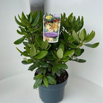 Rhododendron 'Nancy Evans'