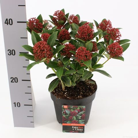 Skimmia japonica PINK DWARF