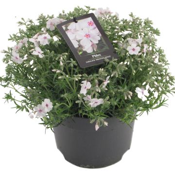 Phlox SUBULATA MIX
