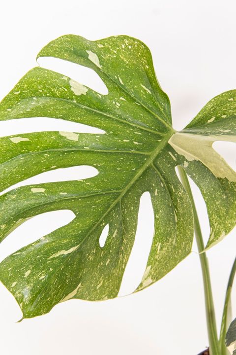 Monstera 'Thai Constellation'