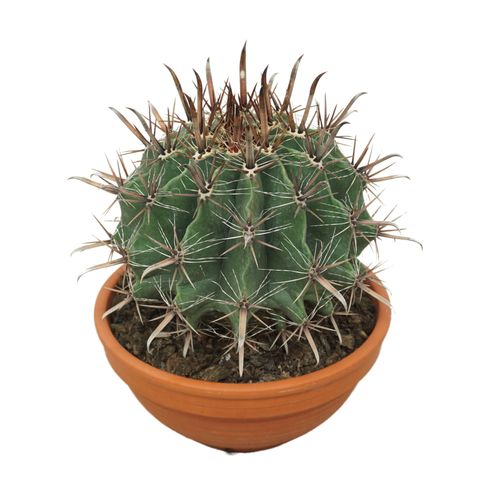 Ferocactus townsendianus