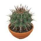 Ferocactus townsendianus