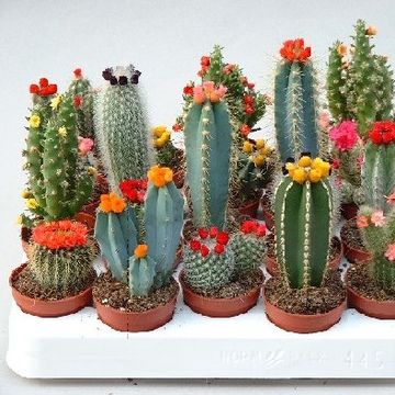 Cactus MIX