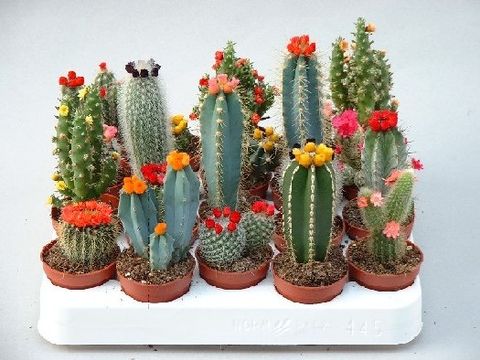 Cactus MIX