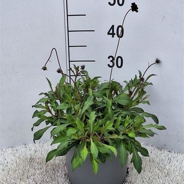Cosmos atrosanguineus CHOCAMOCHA