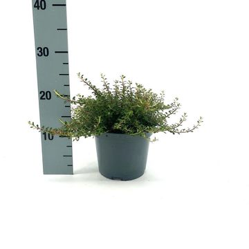 Cotoneaster congestus