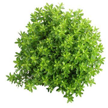 Rhododendron 'Luzi' (AJ)