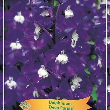 Delphinium 'Aurora Deep Purple'