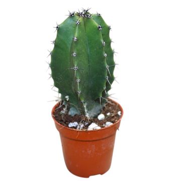 Lophocereus schottii