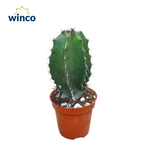 Lophocereus schottii