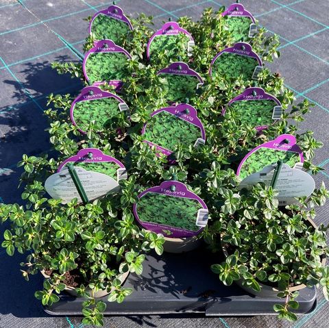 Thymus pulegioides 'Tabor'