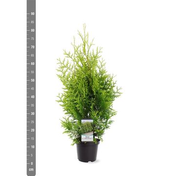 Thuja occidentalis 'Golden Brabant'