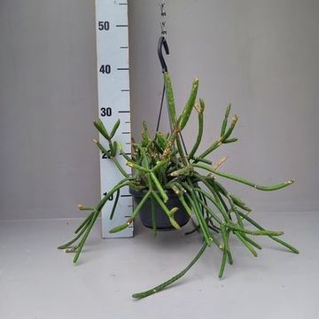 Rhipsalis floccosa pulvinigera