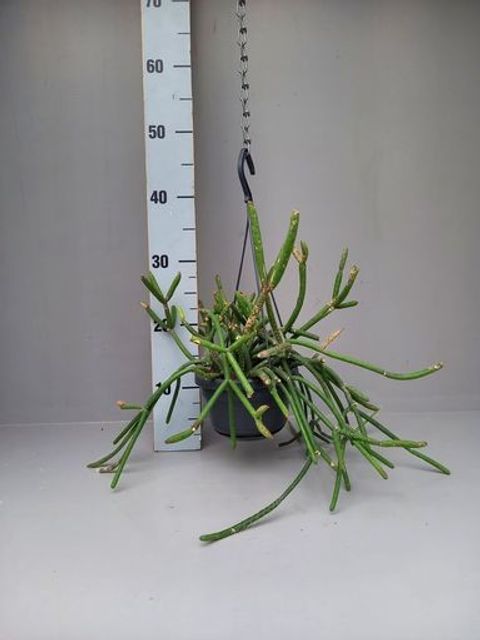 Rhipsalis floccosa pulvinigera