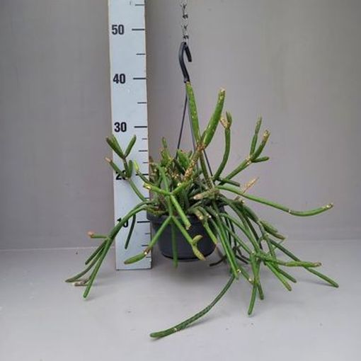 Rhipsalis floccosa pulvinigera