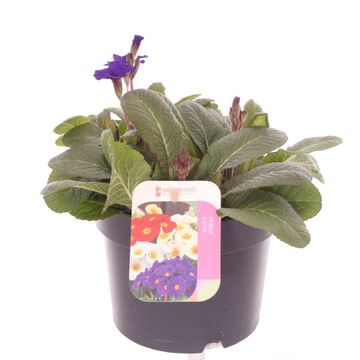 Primula 'Veristar Late Blue'