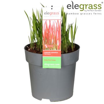 Imperata cylindrica 'Red Baron'