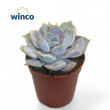 Echeveria runyonii