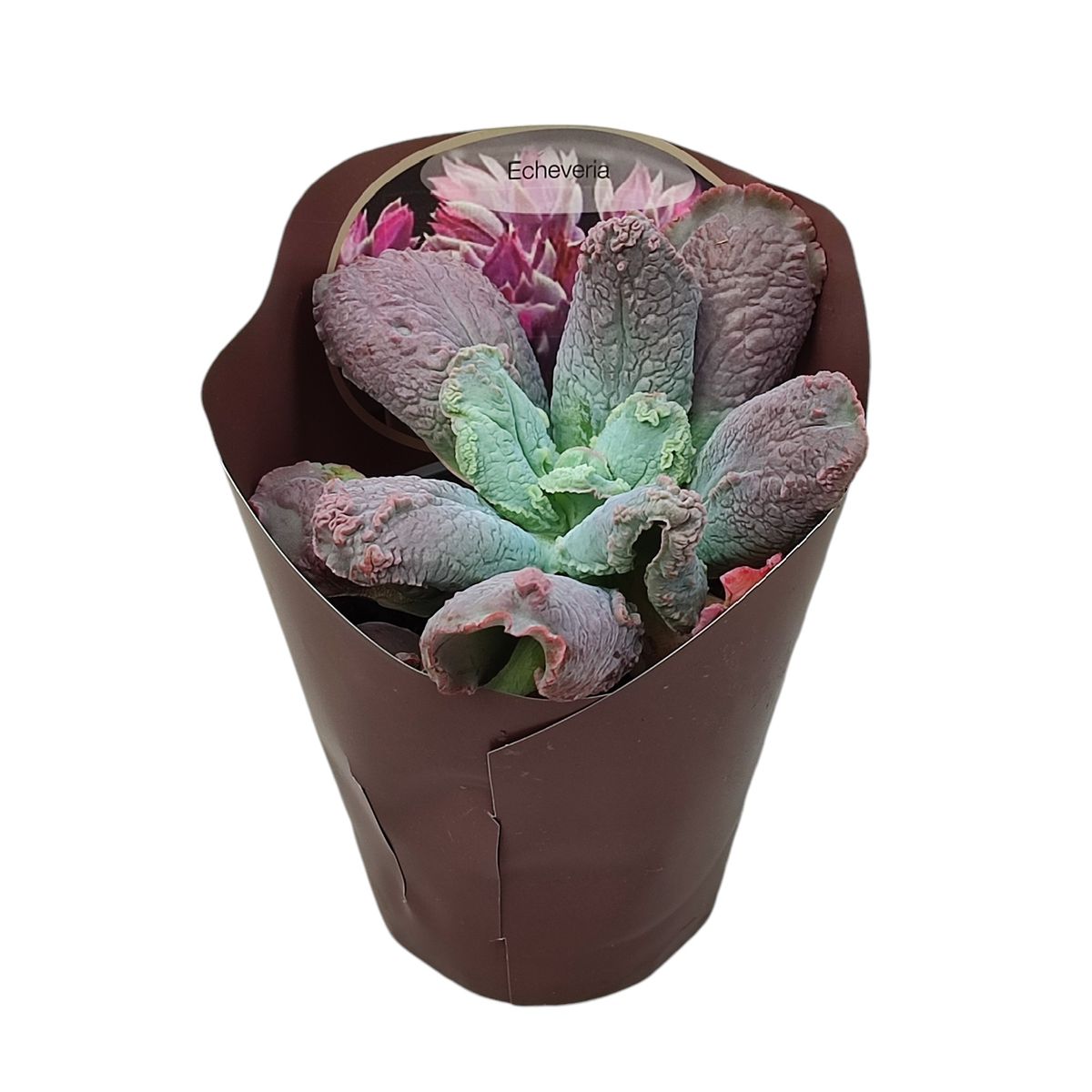 Echeveria 'Linguas' — Plant Wholesale FlorAccess