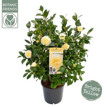 Camellia x williamsii 'Jury's Yellow'