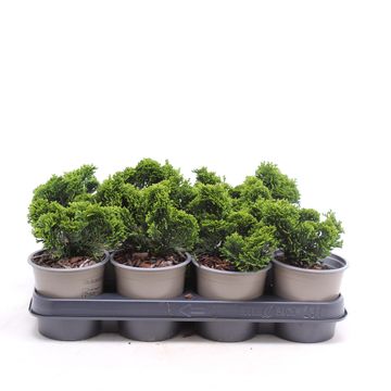 Chamaecyparis obtusa 'Nana Gracilis'
