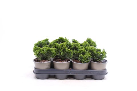 Chamaecyparis obtusa 'Nana Gracilis'  Plant Wholesale FlorAccess