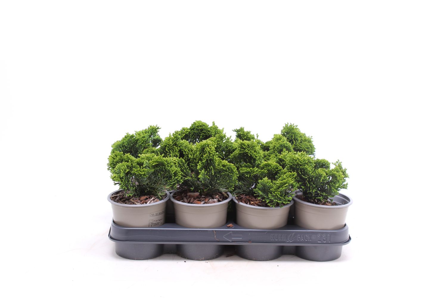 drachenfrucht bonsai Rote Drachenfrucht Samen