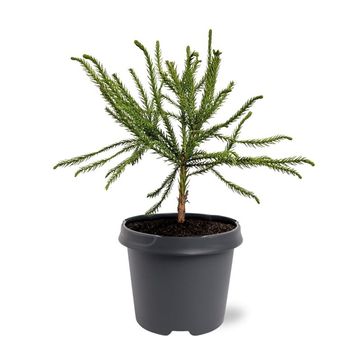 Cryptomeria japonica 'Dacrydioides'