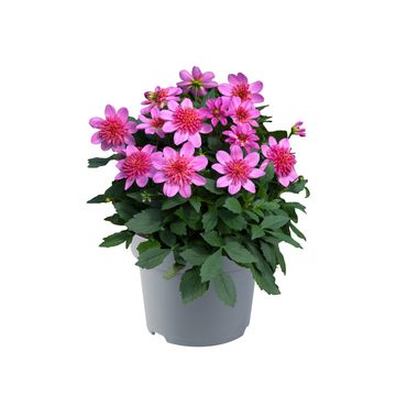 Dahlia DALINA MAXI STARBURST PINK