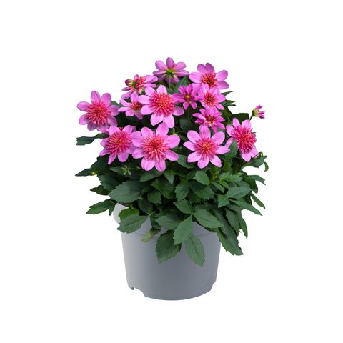 Dahlia DALINA MAXI STARBURST PINK