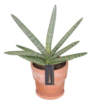 Sansevieria cylindrica 'Tiara Platinum'