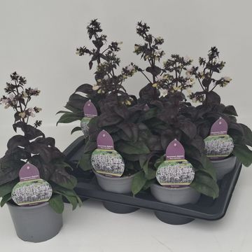 Penstemon 'Onyx and Pearls'
