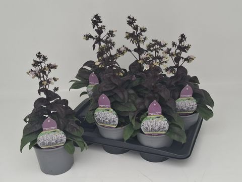 Penstemon 'Onyx and Pearls'