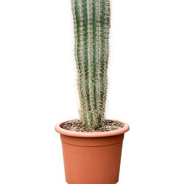 Pachycereus pringlei