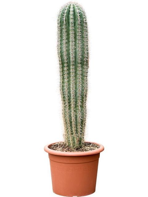 Pachycereus pringlei