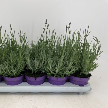 Lavandula angustifolia 'Hidcote'