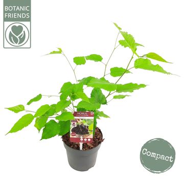 Morus rotundiloba MOJO BERRY