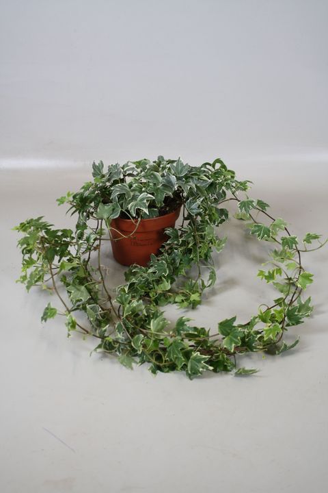 Hedera helix 'White Ripple'