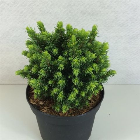 Picea glauca 'Dendrofarma Gold'