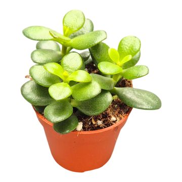 Crassula ovata 'Minor'