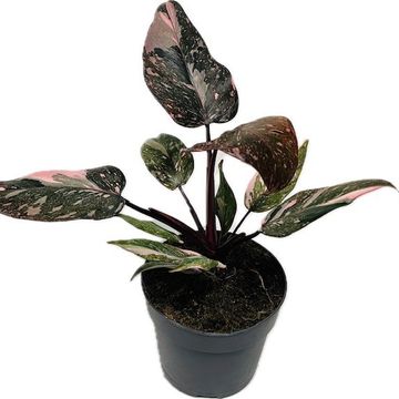 Philodendron 'Pink Princess Marble'