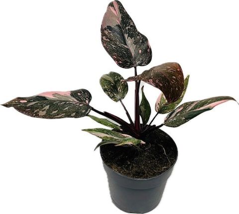 Philodendron 'Pink Princess Marble'