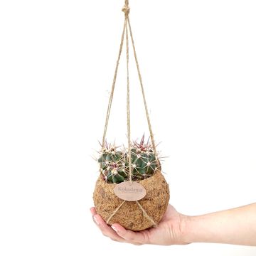 Hanging plants MIX